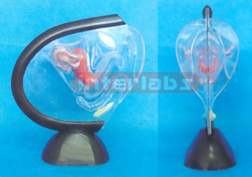 ADVANCED TRANSPARENT UTERUS MODEL DEMOSTRATING WITH PLASTIC BARE